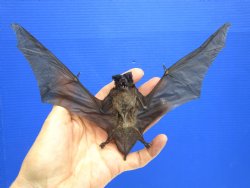 Real Javan Mastiff Bat Taxidermy – Flying Position with Spread Wings (8.25" Wide) - $54.99