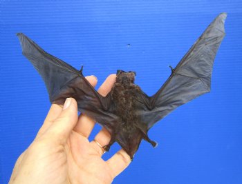 Real Javan Mastiff Bat Taxidermy – Flying Position with Spread Wings (8.25" Wide) - $54.99