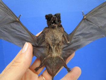 Real Javan Mastiff Bat Taxidermy – Flying Position with Spread Wings (8.25" Wide) - $54.99