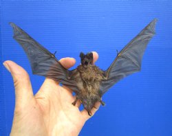 Real Javan Mastiff Bat Taxidermy - Flying Position with Spread Wings (8.25" Wide) - $54.99