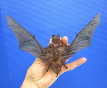 Real Javan Mastiff Bat Taxidermy - Flying Position with Spread Wings (8.25" Wide) - $54.99