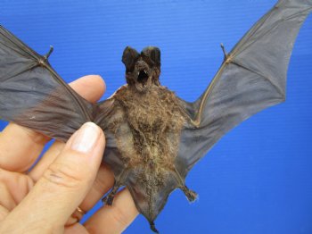 Real Javan Mastiff Bat Taxidermy - Flying Position with Spread Wings (8.25" Wide) - $54.99