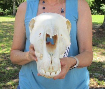 17-1/2 inches Authentic African Burchelli Zebra Skull  for $114.99