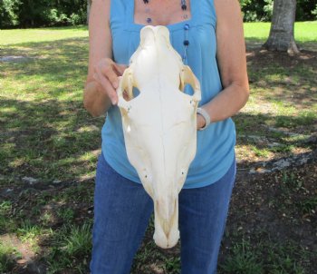 17-1/2 inches Authentic African Burchelli Zebra Skull  for $114.99