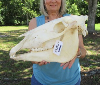 17-1/2 inches Authentic African Burchelli Zebra Skull  for $114.99