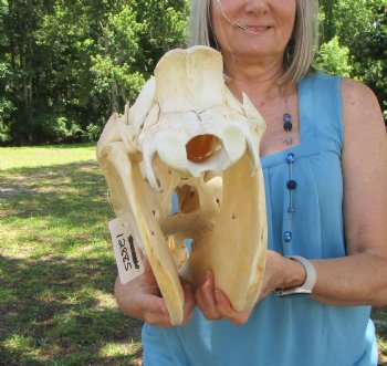 17-1/2 inches Authentic African Burchelli Zebra Skull  for $114.99