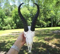 Authentic Male Springbok Skull with 8-3/4 and 9-Inch Horns for $59.99