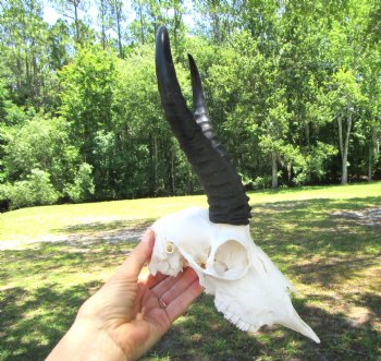 Authentic Male Springbok Skull with 8-3/4 and 9-Inch Horns for $59.99