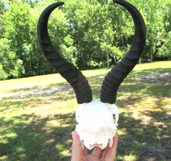 Authentic Male Springbok Skull with 8-3/4 and 9-Inch Horns for $59.99