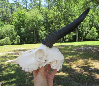 Authentic Male Springbok Skull with 8-3/4 and 9-Inch Horns for $59.99