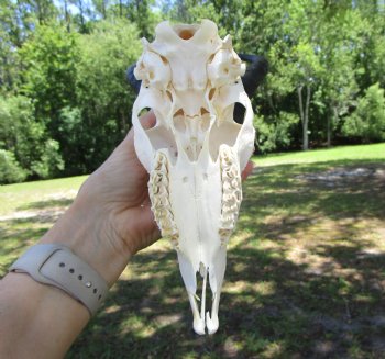 Authentic Male Springbok Skull with 8-3/4 and 9-Inch Horns for $59.99