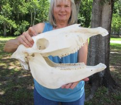 19 inches Authentic African Burchelli Zebra Skull <font color=red> Good Quality</font> for $114.99