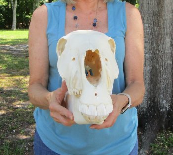 19 inches Authentic African Burchelli Zebra Skull <font color=red> Good Quality</font> for $114.99