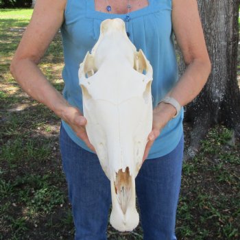19 inches Authentic African Burchelli Zebra Skull <font color=red> Good Quality</font> for $114.99