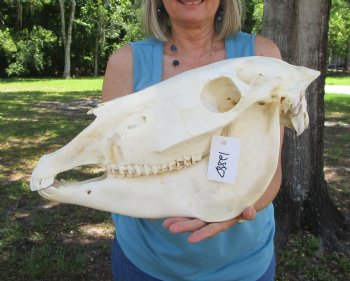 19 inches Authentic African Burchelli Zebra Skull <font color=red> Good Quality</font> for $114.99