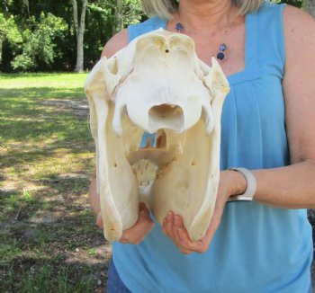 19 inches Authentic African Burchelli Zebra Skull <font color=red> Good Quality</font> for $114.99