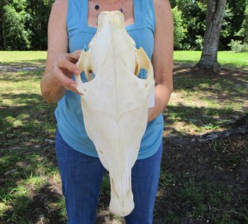 Authentic African Zebra Skull (Grade B) – Equus Burchellii for $94.99