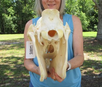 Authentic African Zebra Skull (Grade B) – Equus Burchellii for $94.99