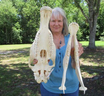 Authentic African Zebra Skull (Grade B) – Equus Burchellii for $94.99