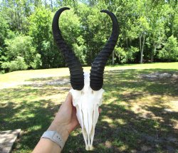  Male Springbok Skull with10 inches horns, (Grade B) for $49.99