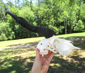  Male Springbok Skull with10 inches horns, (Grade B) for $49.99