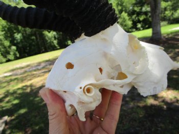  Male Springbok Skull with10 inches horns, (Grade B) for $49.99