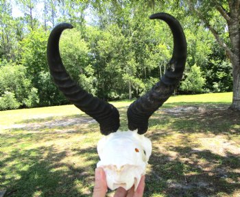  Male Springbok Skull with10 inches horns, (Grade B) for $49.99