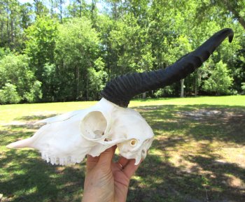  Male Springbok Skull with10 inches horns, (Grade B) for $49.99