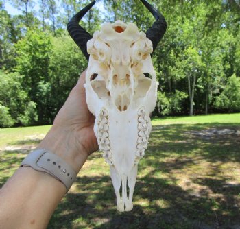  Male Springbok Skull with10 inches horns, (Grade B) for $49.99