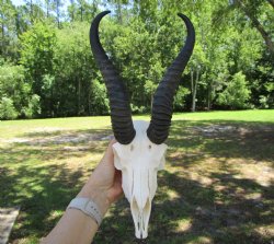 Authentic Male Springbok Skull with 10-1/2 and 10-3/4 Horns for $59.99