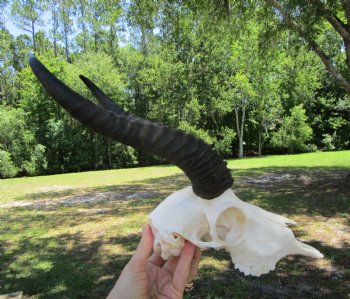 Authentic Male Springbok Skull with 10-1/2 and 10-3/4 Horns for $59.99