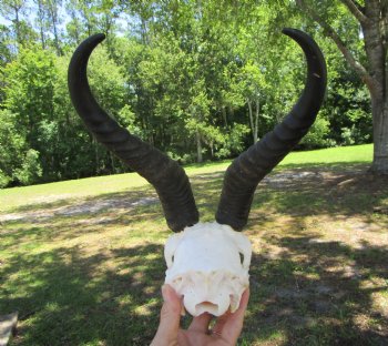 Authentic Male Springbok Skull with 10-1/2 and 10-3/4 Horns for $59.99