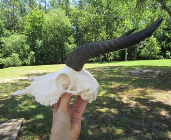 Authentic Male Springbok Skull with 10-1/2 and 10-3/4 Horns for $59.99