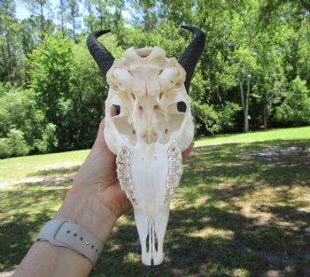 Authentic Male Springbok Skull with 10-1/2 and 10-3/4 Horns for $59.99