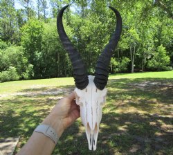 Male African Springbok Skull with 10 inches Horns for $59.99