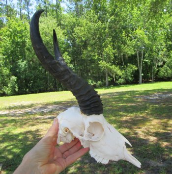 Male African Springbok Skull with 10 inches Horns for $59.99