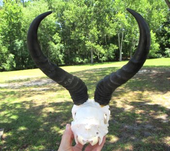 Male African Springbok Skull with 10 inches Horns for $59.99
