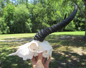 Male African Springbok Skull with 10 inches Horns for $59.99