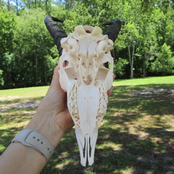 Male African Springbok Skull with 10 inches Horns for $59.99