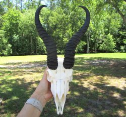Authentic Male Springbok Skull with 11-Inch Horns for $59.99