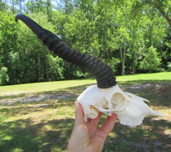 Authentic Male Springbok Skull with 11-Inch Horns for $59.99
