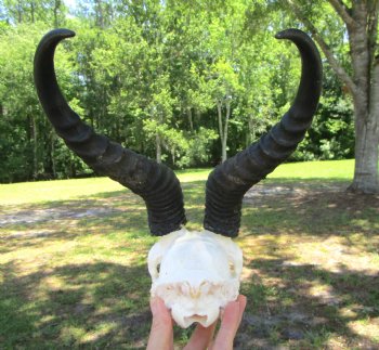 Authentic Male Springbok Skull with 11-Inch Horns for $59.99