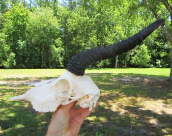 Authentic Male Springbok Skull with 11-Inch Horns for $59.99