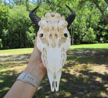 Authentic Male Springbok Skull with 11-Inch Horns for $59.99