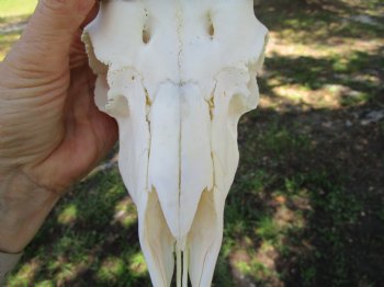 Authentic Male Springbok Skull with 8-3/4 and 9-Inch Horns for $59.99