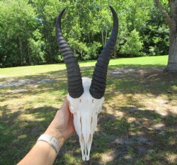 Male African Springbok Skull with 10 inches Horns for $59.99