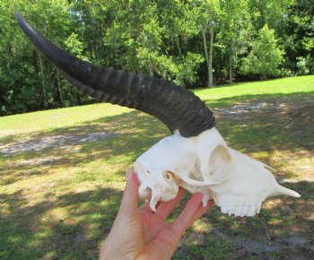 Male African Springbok Skull with 10 inches Horns for $59.99