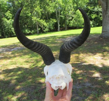 Male African Springbok Skull with 10 inches Horns for $59.99