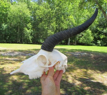 Male African Springbok Skull with 10 inches Horns for $59.99