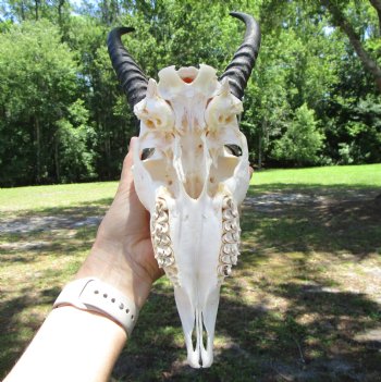 Male African Springbok Skull with 10 inches Horns for $59.99